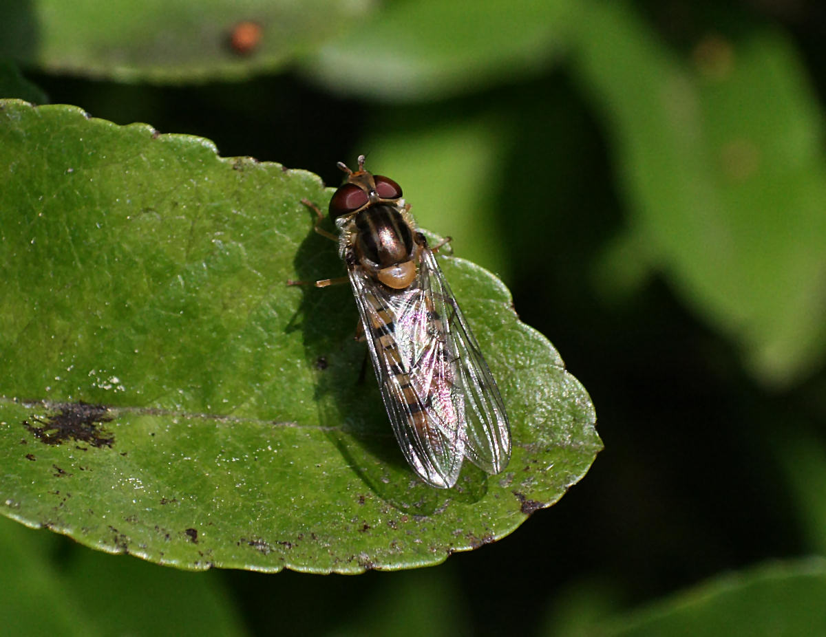 Episyrphus balteatus ?